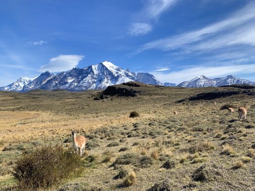 Hike the Flora and Fauna trail in Patagonia to see the region's wildlife.
